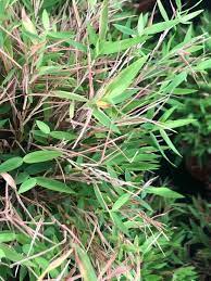 פוגונתרום הדוחן